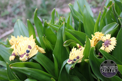 Die Magie des Sommers – Der Sonnenblumen-Drache Cinderwing3D