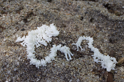 Baby Schattenknochen-Drache – Ein Relikt aus der Dunkelheit Cinderwing3D