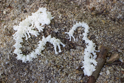 Baby Schattenknochen-Drache – Ein Relikt aus der Dunkelheit Cinderwing3D