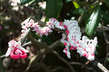 Light Heart Dragon – Ein Drache der Liebe und Magie Cinderwing3D