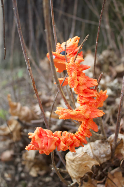 Baby Herbstdrache – Magie des Wandels Cinderwing3D