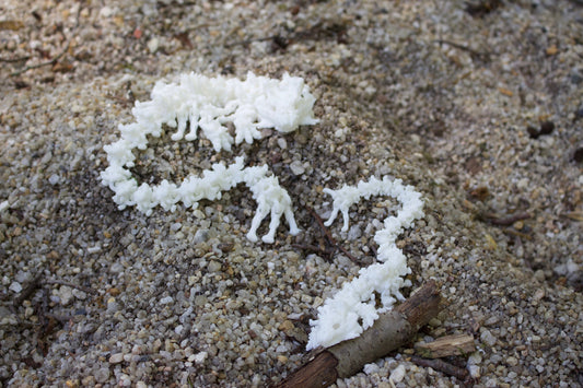 Baby Schattenknochen-Drache – Ein Relikt aus der Dunkelheit Cinderwing3D