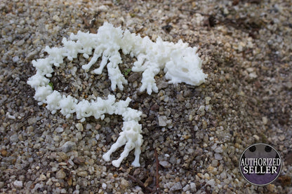 Baby Schattenknochen-Drache – Ein Relikt aus der Dunkelheit Cinderwing3D