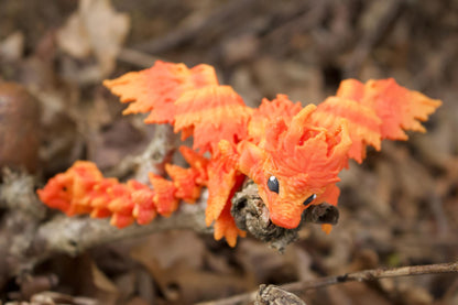 Baby Herbstdrache – Magie des Wandels Cinderwing3D